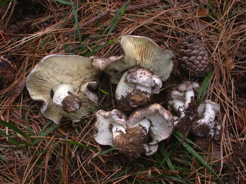 Escursione mirata   a Tricholoma portentosum